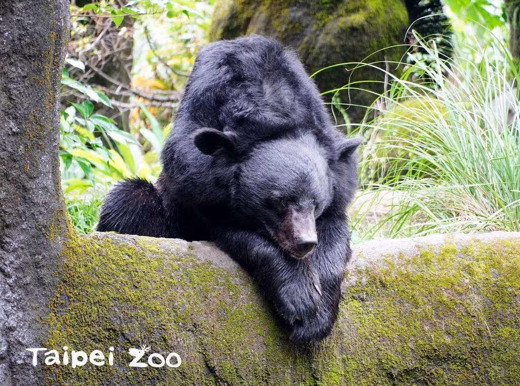 亞洲黑熊「黑糖」即將歡度12歲生日