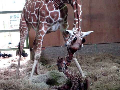 長頸鹿「小麥」首次當媽媽、新生寶寶尚未脫離險境！