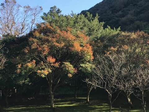 銀杏、楓葉紛變色 陽明山一片紅黃燦爛