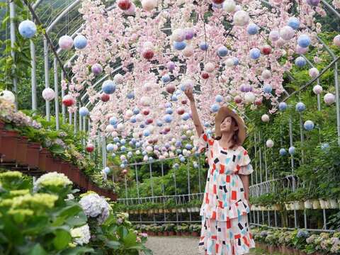 竹子湖繡球花季5月18日登場 7大地景花藝供民眾上山拍照打卡