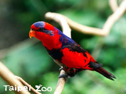 全球動物園數量之冠—紅藍吸蜜鸚鵡初登場！