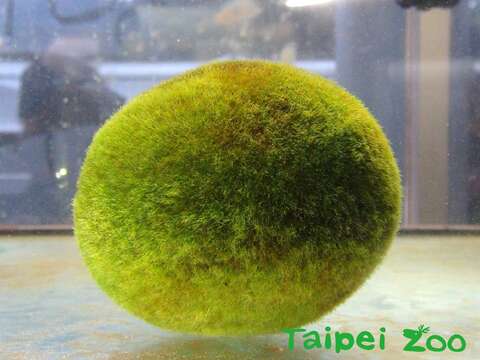 Natural Marimo Moss Balls Introduced to the Zoo