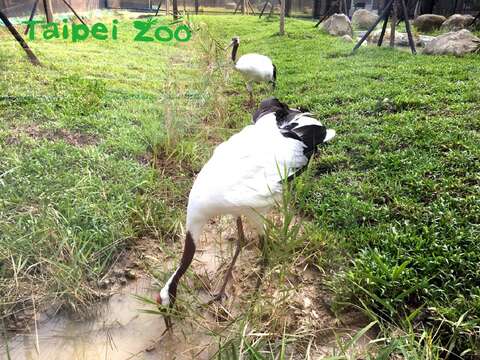 God of Wetland - Red-crowned Cranes Happily Relocated to New Home