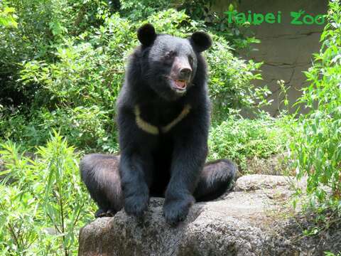 亞洲黑熊「黑糖」歡慶11歲生日