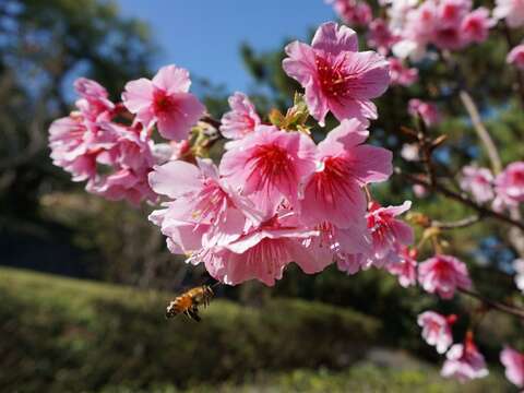 เทศกาลดอกไม้แห่งอุทยานหยางหมิงซานประจำปี 2563