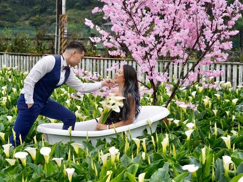 竹子湖限定美景，讓你拍好拍滿，歡度浪漫白色情人節!