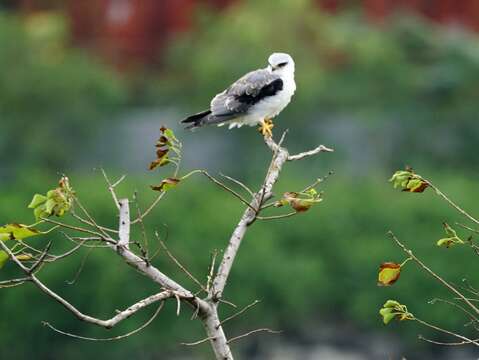 社子島濕地設置棲架 台灣最美猛禽現身