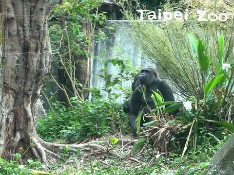 金剛猩猩愛嚐自然美食〜保育員護植栽傷透腦筋！