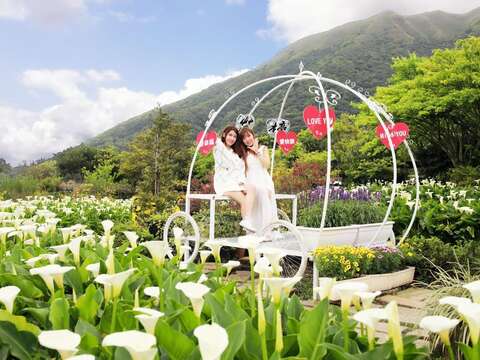 2021竹子湖カラー祭り ロマンチックな地景芸術