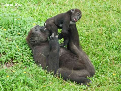 金剛猩猩「Jabali」的玩伴，竟然不是弟弟「Ringo」！