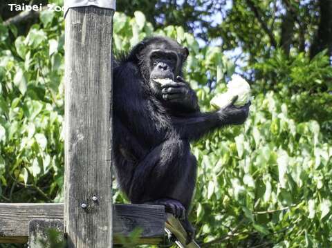 調整食譜豐富化動物生活，黑猩猩展現靈活唇舌功夫