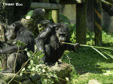 黑猩猩採食靠智慧！行豐設施「藏」甜頭
