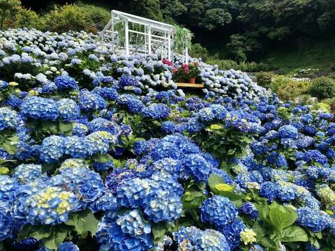 竹子湖でアジサイのお花見！