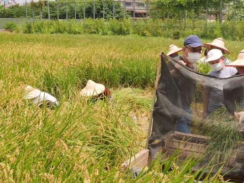全臺最大市中心水稻田作伙收成 北市食農教育多元體驗