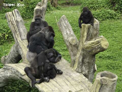 金剛猩猩兄弟跟爸爸互動〜美食擺中間、親情拋兩旁