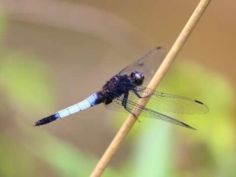 Jin-Rui Flood Management Park—About dragonflies