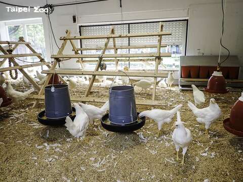 「快樂雞莊」開幕推升動物福祉 友善飼養實現「雞蛋」自由
