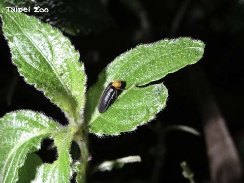 Taipei Zoo: April is a Great Time for Firefly-spotting