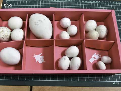 端午節新文化運動X蛋蛋市集 動物園邀請民眾挑戰「百人立蛋」