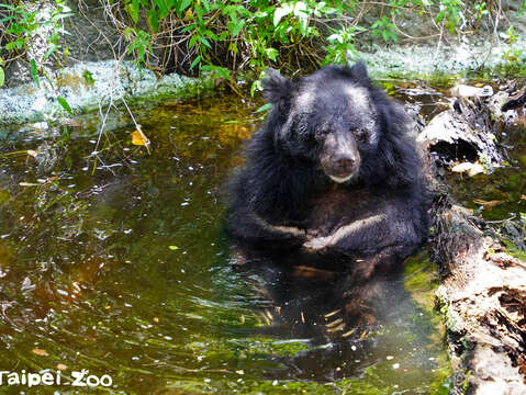 臺北動物園「黑熊~Let’s Go」夏令營，等你來參加！
