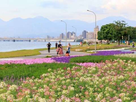 Splendid Sea of Flowers Along Yanping Riverside