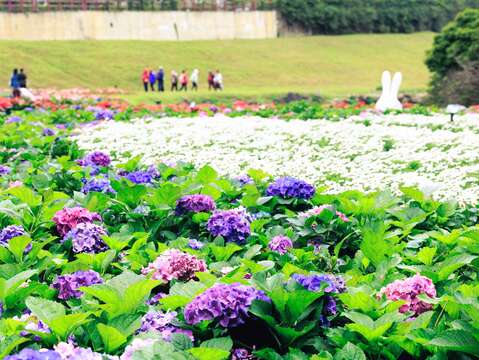 Biển hoa cẩm tú cầu ở Nội Hồ, đẹp như tiên cảnh