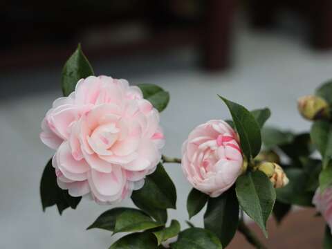 타이베이 동백꽃 전시회 1/5개장, 가장 아름다운 꽃을 놓치지 마세요.