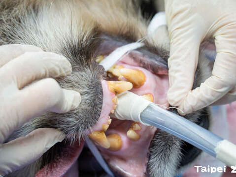 大貓熊「圓仔」健檢 健康寶寶仍需勤於牙齒保健