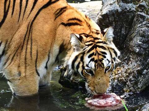 炎炎夏日要怎麼過？動物園老虎爽吃冰