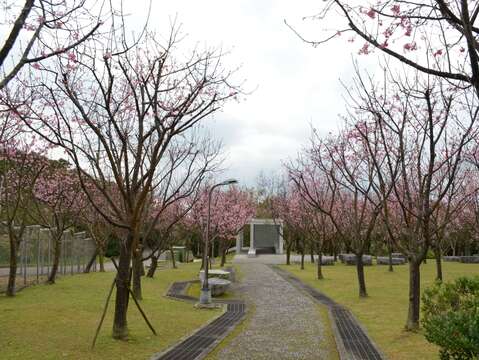 阳明山3月赏花！樱花、水仙正盛开