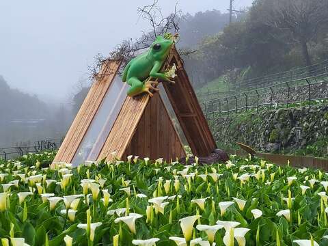 相揪挺竹子湖花农 海芋花田见证浪漫白色情人节