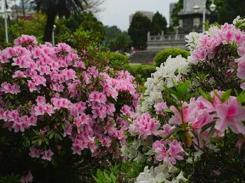 台北遍地杜鹃花 春日赏花集锦公开
