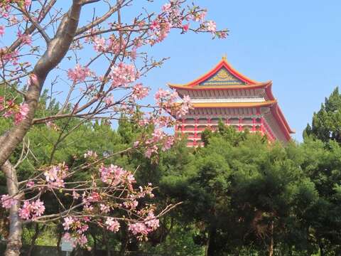 富士樱姗姗来迟! 捷运红线直击粉红花海
