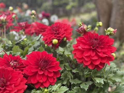 花卉中心春日最美时光 球根花卉展点亮四月天