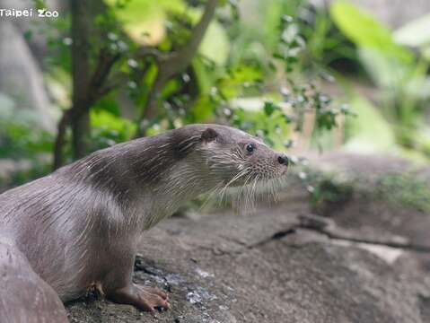 522國際生物多樣性日、528世界水獺日活動 金門、臺北攜手護水獺