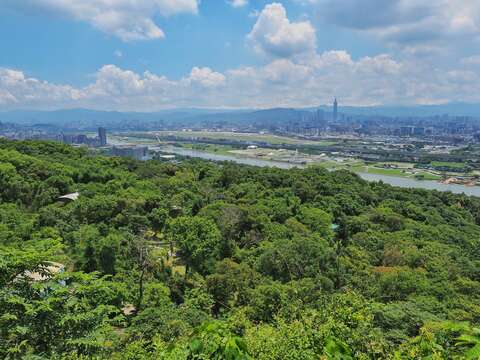 夏至樹影最長情　大地處邀您走入林間，看見臺北綠亮點