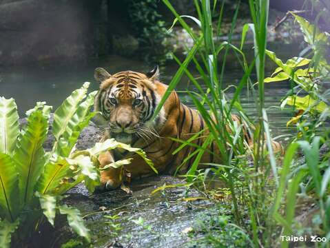 動物水中樂悠遊 泡澡、游泳、沖涼度暑假