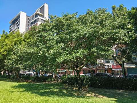 鳥兒採果樂 榮星花園buffet吃到飽