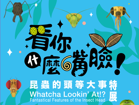 昆蟲小腦袋大學問！「看你什麼嘴臉！昆蟲的頭等大事特展」10月18日新奇登場