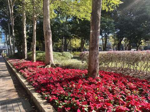 聖誕節應景 青年公園、大安森林公園花卉換新裝