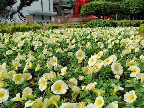 北市冬季雙美 陸蓮花貴氣登場 牽牛花暖你的眼 