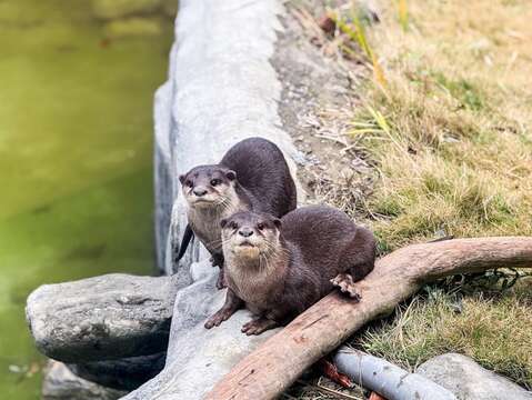 小爪水獺旅居頑皮世界 以南臺灣暖陽守護動物
