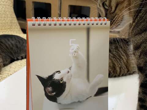 到臺北市動物之家打卡或認養動物 免費送2026年可愛貓狗桌曆