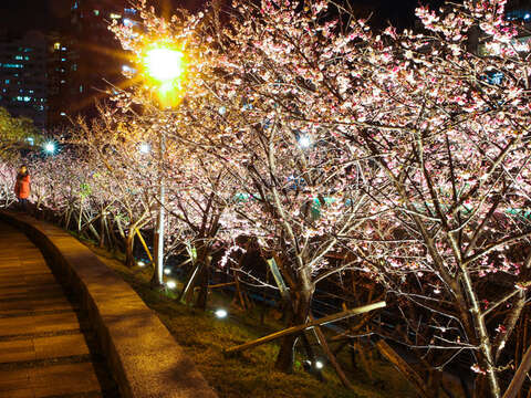 Enjoy Cherry Blossoms Nighttime Illumination at Lohas Park 