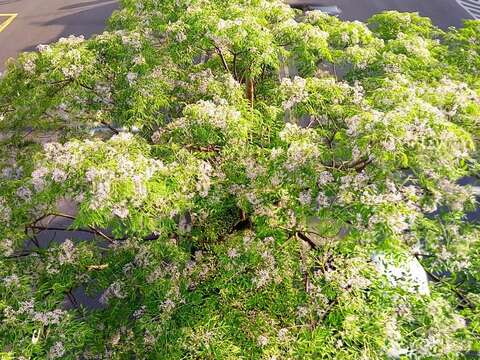 紫色微醺3月天！500株苦楝內湖堤頂開派對  