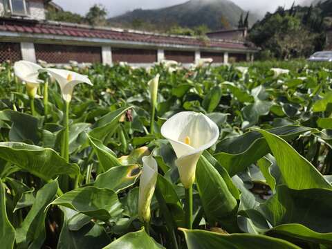 陽明山海芋季開跑！漫步純白花海與仙氣步道