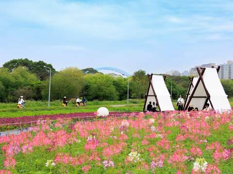 240,000 Flowers Bloom into a Stunning Sea of Flowers at Guting Riverside Park, Taipei’s Own “Provence.”
