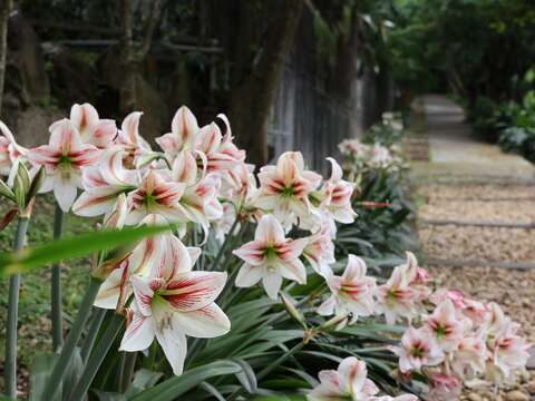 为春天注入颜色  台北花卉中心群芳复苏