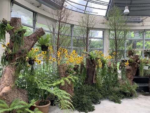 青年公園推台灣蕨類特展  藍蟻蕨異星外型吸睛