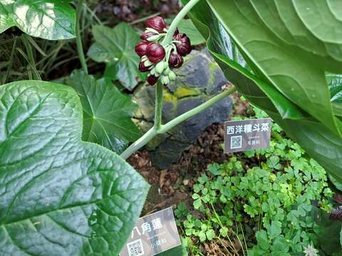 高海拔保育品種 八角蓮現身臺北典藏植物園